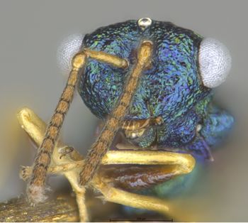 Media type: image;   Entomology 19622 Aspect: head frontal view